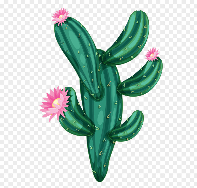 Hand-painted Flowers Cactus Cactaceae Drawing PNG