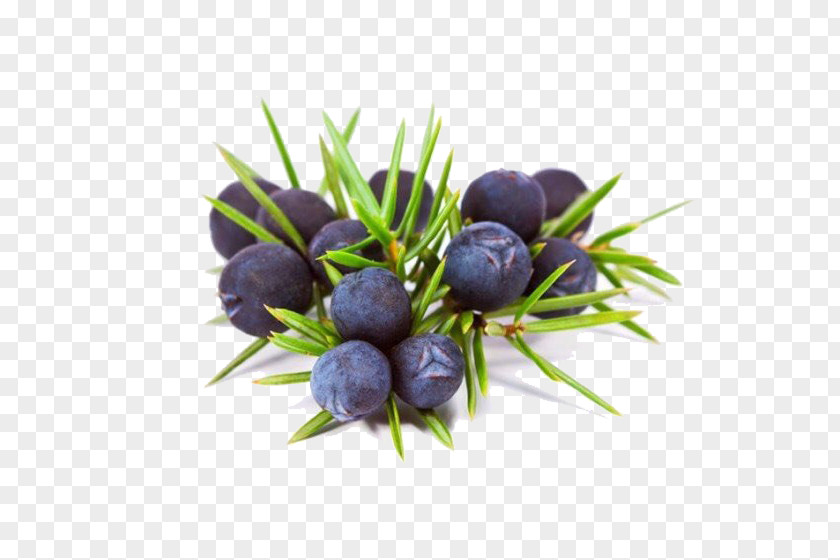 Juniper Berry Gin Common Essential Oil PNG