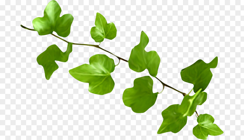 Leaf Plant Stem Branching PNG