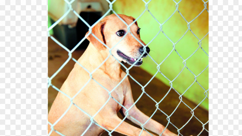 Maltrato Labrador Retriever Dog Breed Kennel Animal Shelter Snout PNG