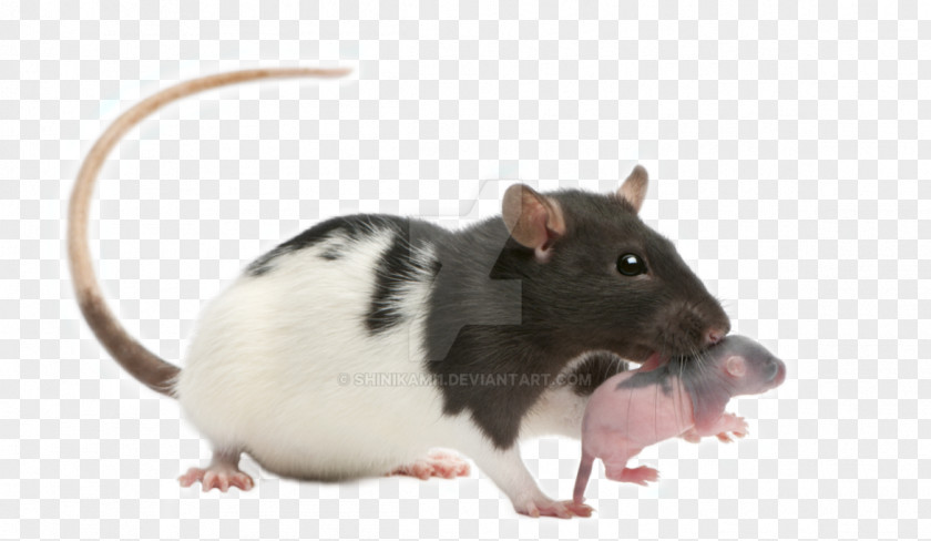 Mouse Brown Rat Infant Fancy Gerbil PNG