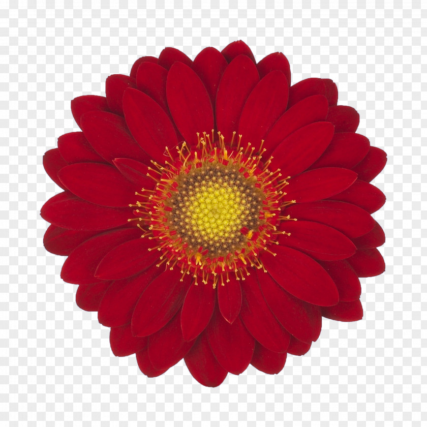 Red Velvet Common Sunflower Paper Insurance Transvaal Daisy PNG