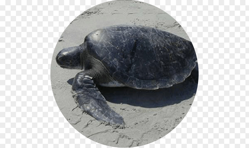 Turtle Leatherback Sea Olive Ridley Tortoise PNG