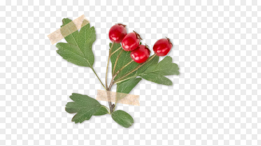 Crataegus Laevigata Rose Hip Berry Herb Thorns, Spines, And Prickles PNG