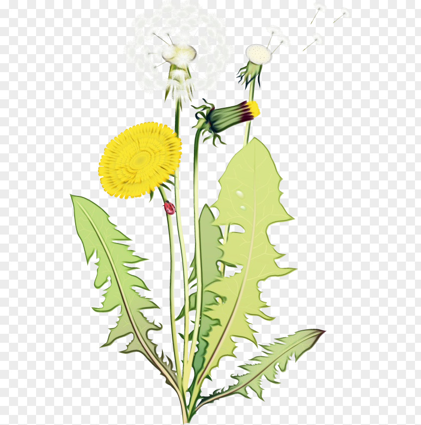 Flower Dandelion Plant Yellow PNG