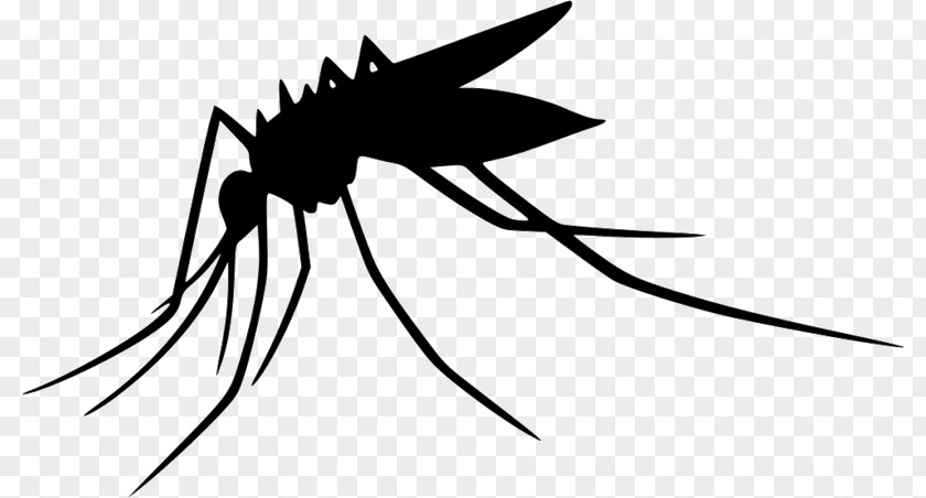 Mosquito Yellow Fever Insect Vector PNG