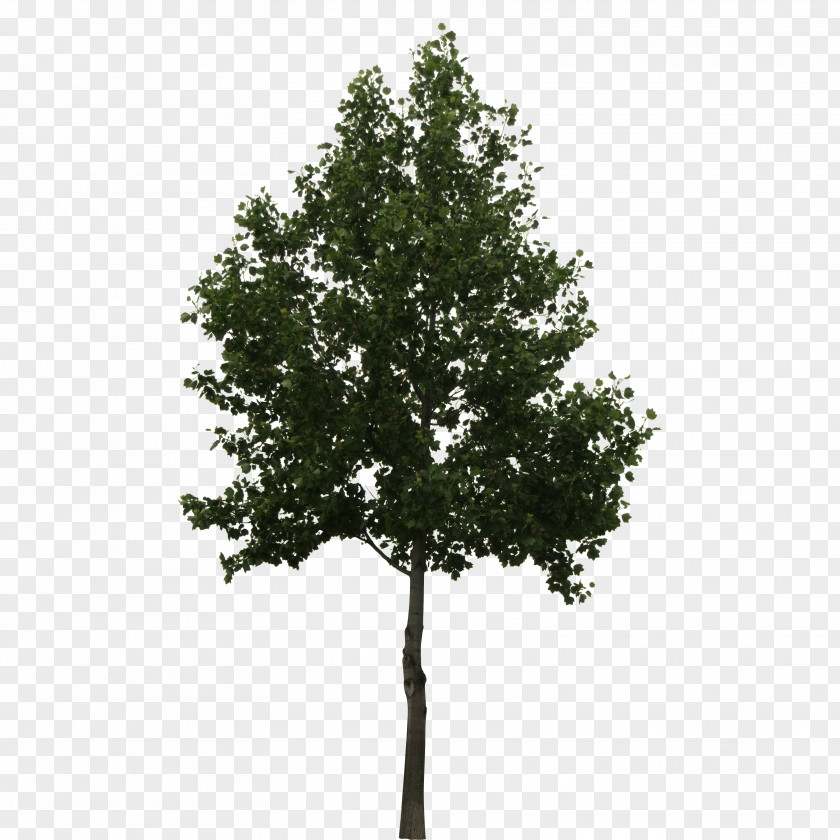 Watercolor Tree Oak PNG