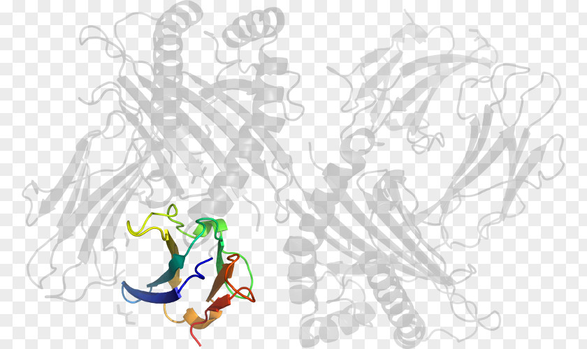 Beta2 Microglobulin Drawing Line Art Graphic Design Clip PNG