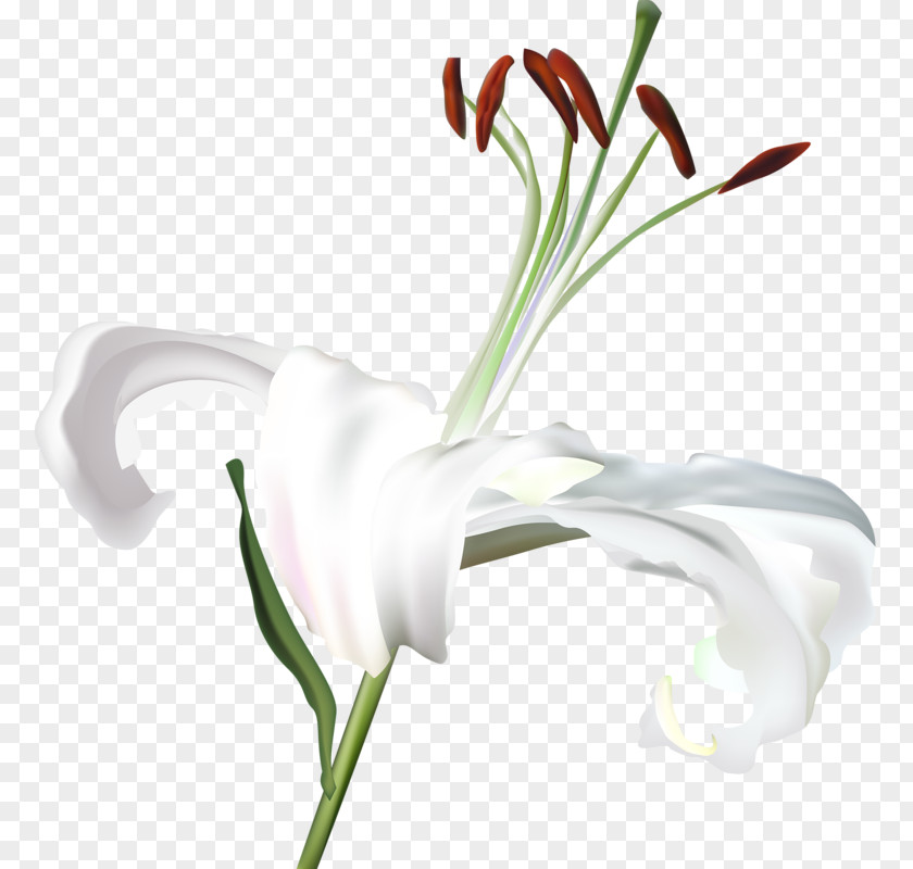Flower Lilium White PNG