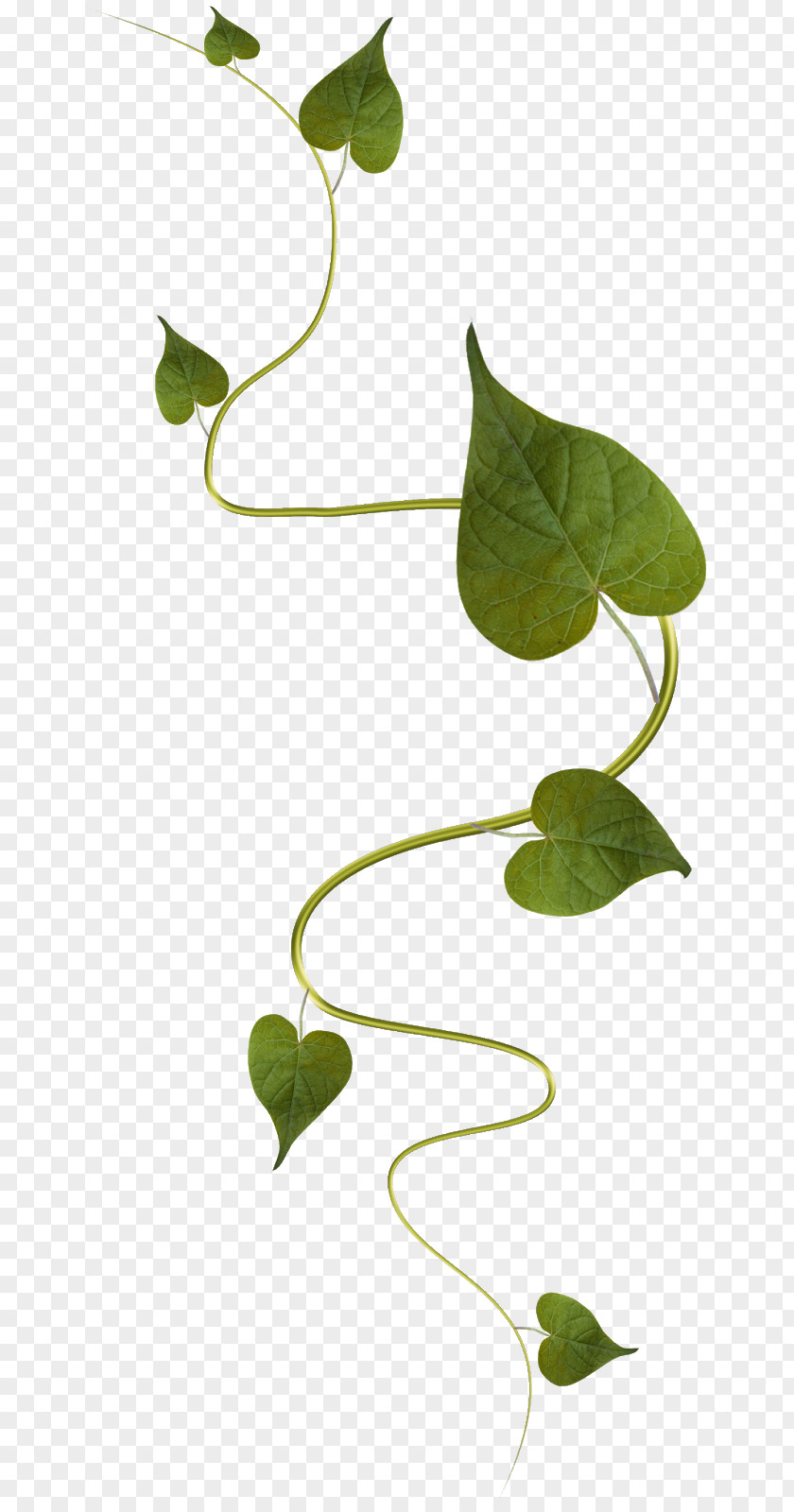 Image Plants Vine Leaf PNG