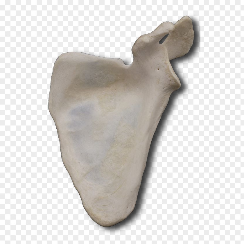 Medial Border Of Scapula Sculpture Artifact Bone PNG