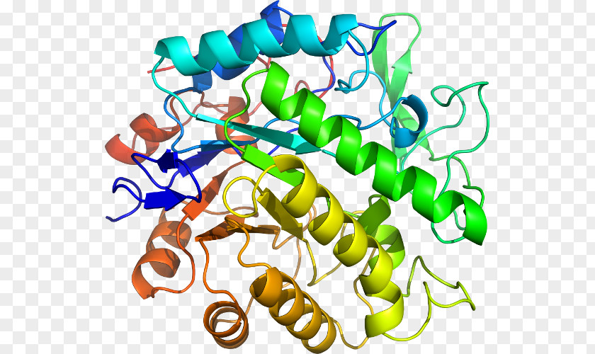 Pentaerythritol Tetranitrate Beta-glucosidase Glucosidases Glycoside Hydrolase Enzyme Commission Number Substrate PNG