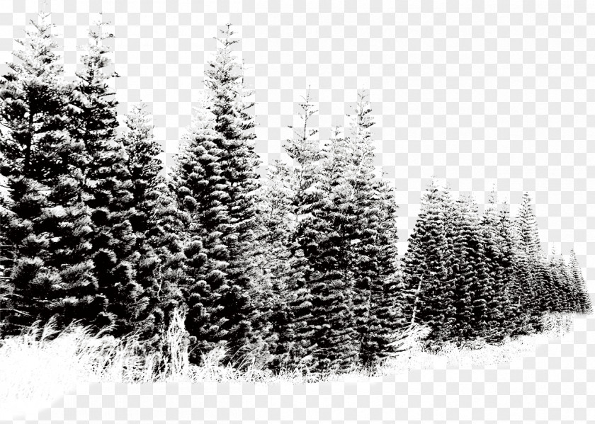 Winter Landscape Snow Tree PNG