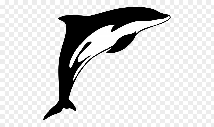Dolphin Tucuxi Clip Art White-beaked Illustration PNG