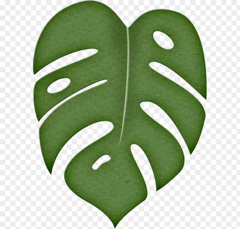 Jungle Paper Drawing Leaf Clip Art PNG