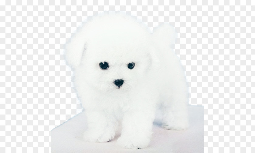 Puppy Dog Maltese Bichon Frise Bolognese Havanese Miniature Poodle PNG