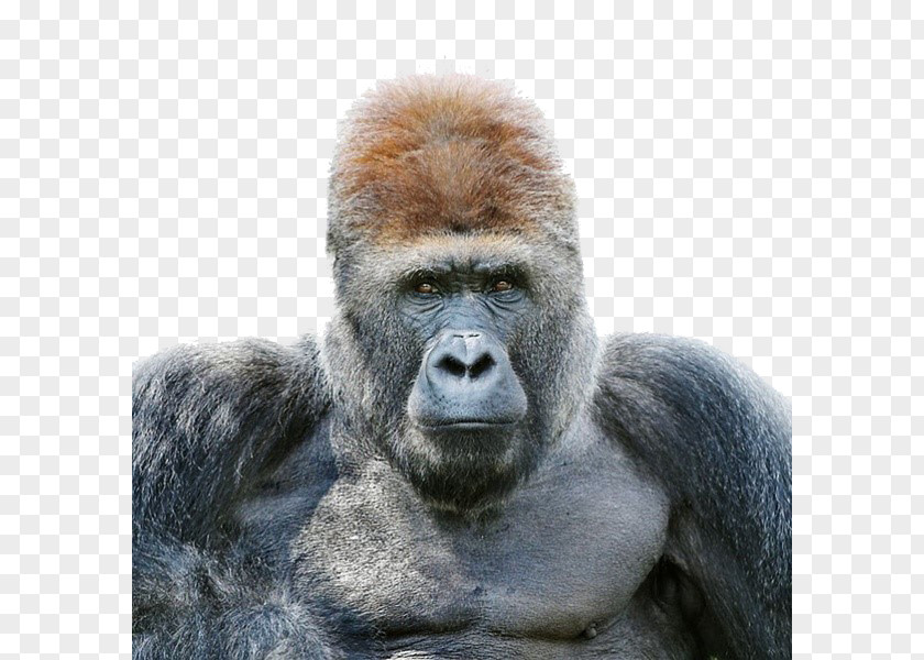 Serious Adult Male Orangutan Gorilla Portrait Photography Wildlife PNG
