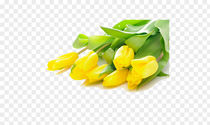 Yellow Tulips Tulip Flower Bouquet Stock.xchng PNG