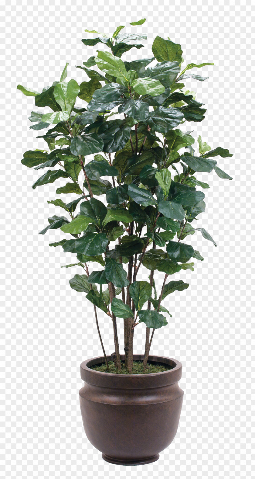 A Pot Of Green Plants Plant Flowerpot Glass PNG