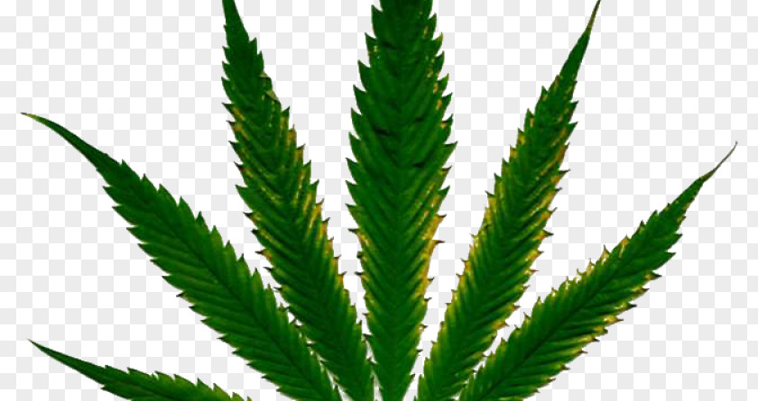 Cannabis Cultivation Hemp Nutrient Plant PNG