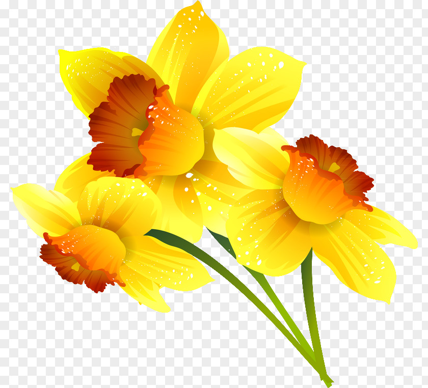 Daffodil Google Slides Flower Digital Image PNG