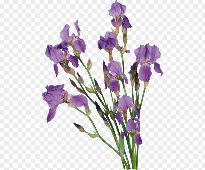 Flower Irises Clip Art PNG