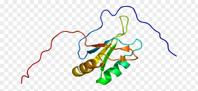 Serine/arginine-rich Splicing Factor 1 Alternative RNA Primary Transcript PNG