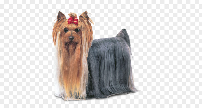 Yorkshire Terriers Terrier Australian Silky Companion Dog Biewer PNG