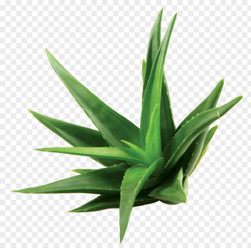 Aloe Vera Watercolor Extract Skin Care Leaf PNG