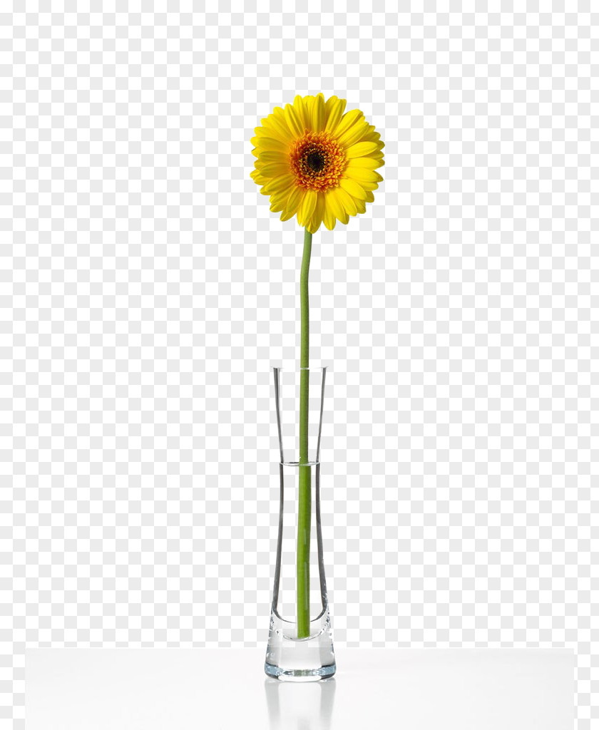 Flower Transvaal Daisy Bottle Chrysanthemum PNG