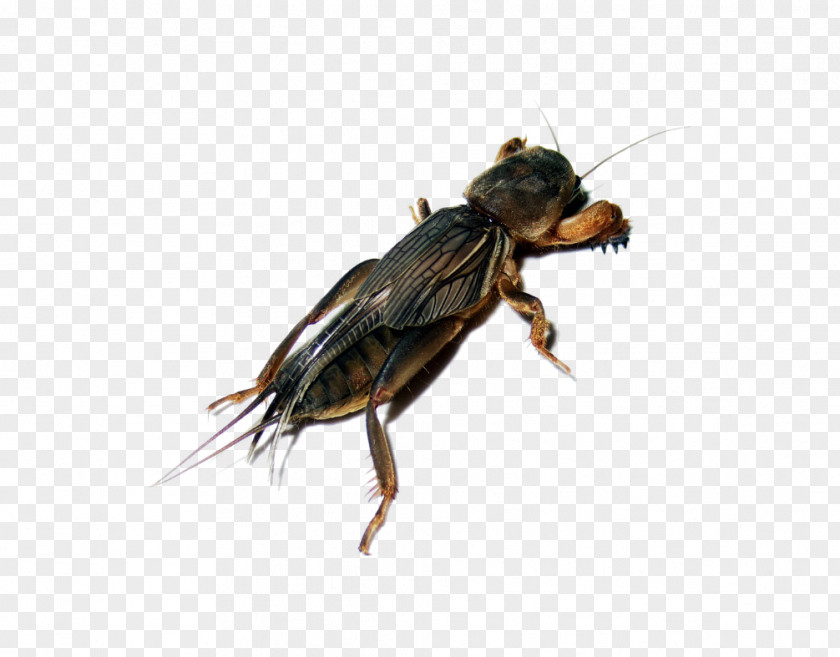 Insect Creative Domestic Pig Cicadas PNG