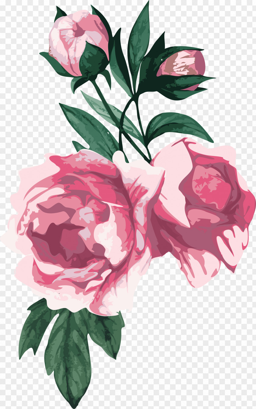 Peony Centifolia Roses Flower Garden PNG