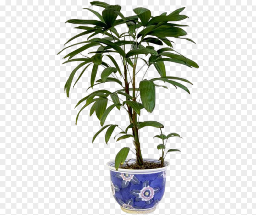 Plant Stem Houseplant Flowerpot PNG