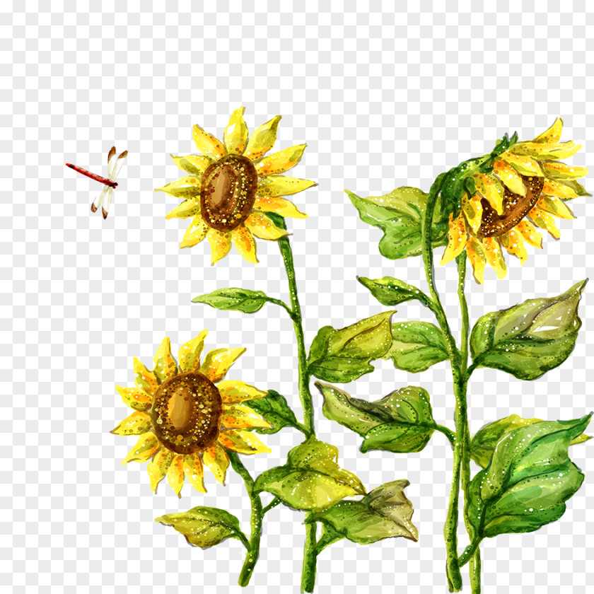 Sunflower Fukei Drawing Illustration PNG