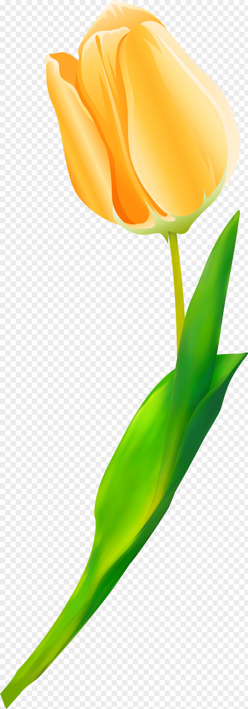 Tulip Cut Flowers Plant Stem Petal Close-up PNG