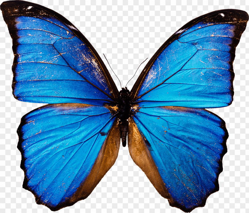 Blue Butterfly Desktop Wallpaper Clip Art PNG