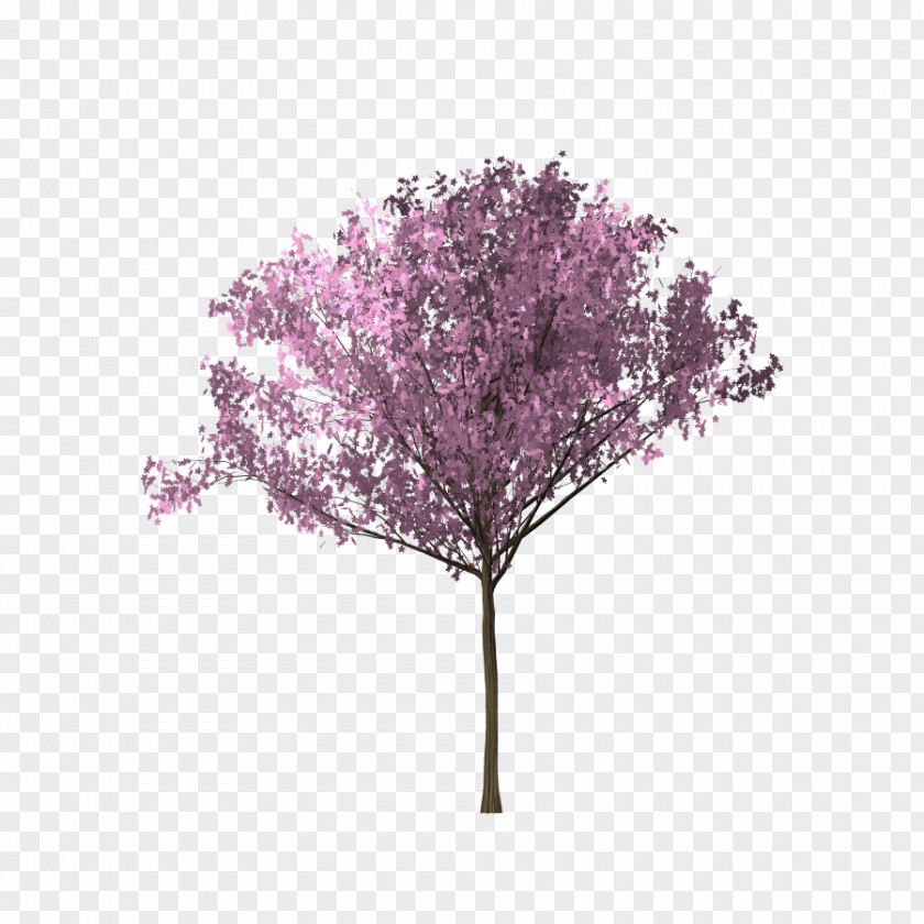 Bunga Sakura Tree Cherry Blossom Download PNG