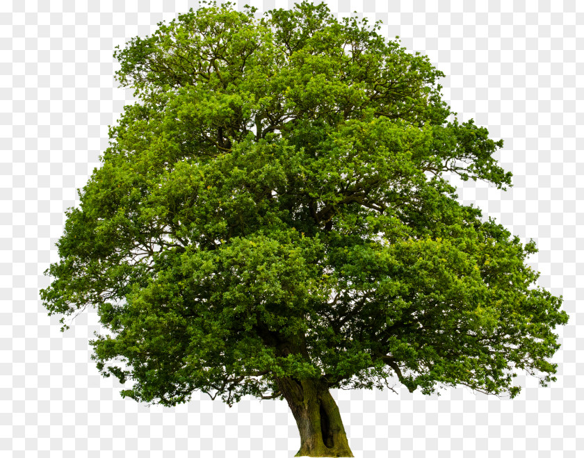 Californian White Oak Maple Arbor Day PNG