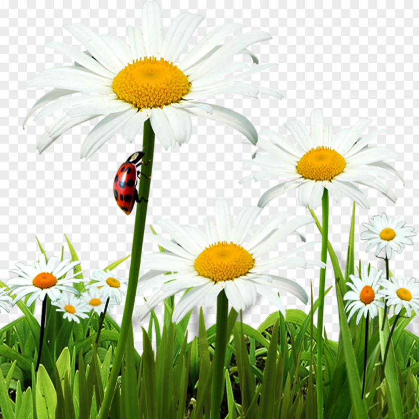 Chrysanthemum Flowers Indicum Oxeye Daisy PNG