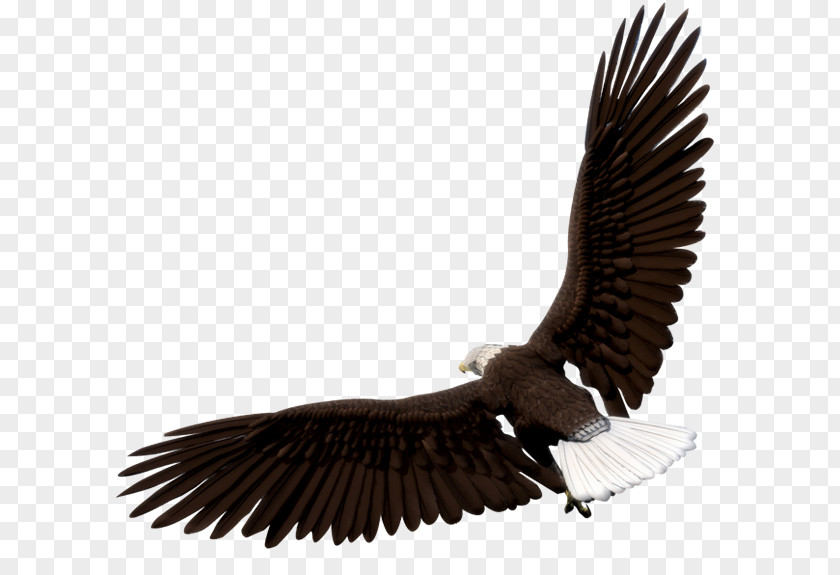 Eagle Bald Image Graphics Bird PNG