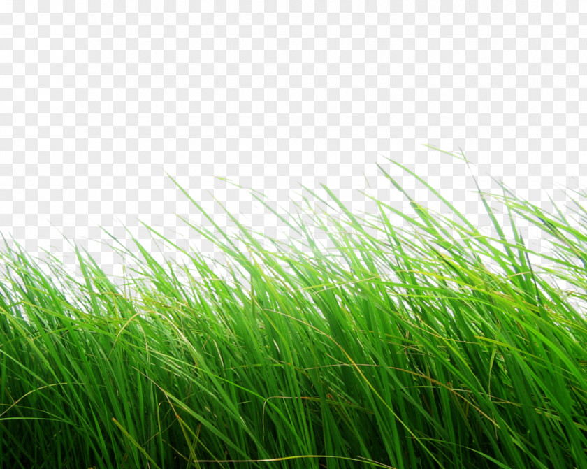 Grass Image, Green Picture Python Imaging Library PNG