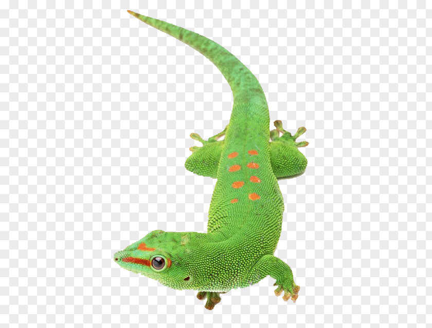 Green Lizard Clip Art PNG