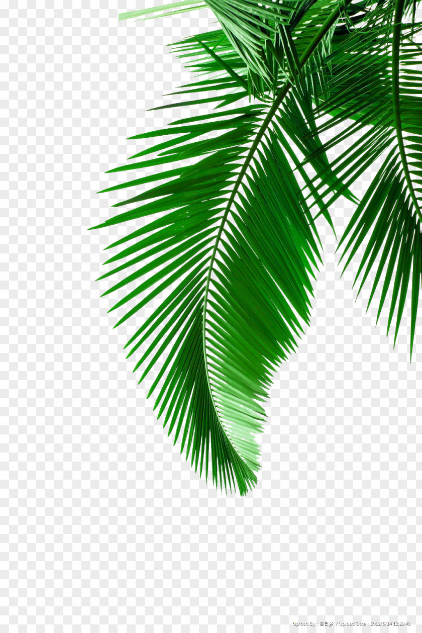 Green Palm Leaves Picture Material Arecaceae Leaf White Clip Art PNG