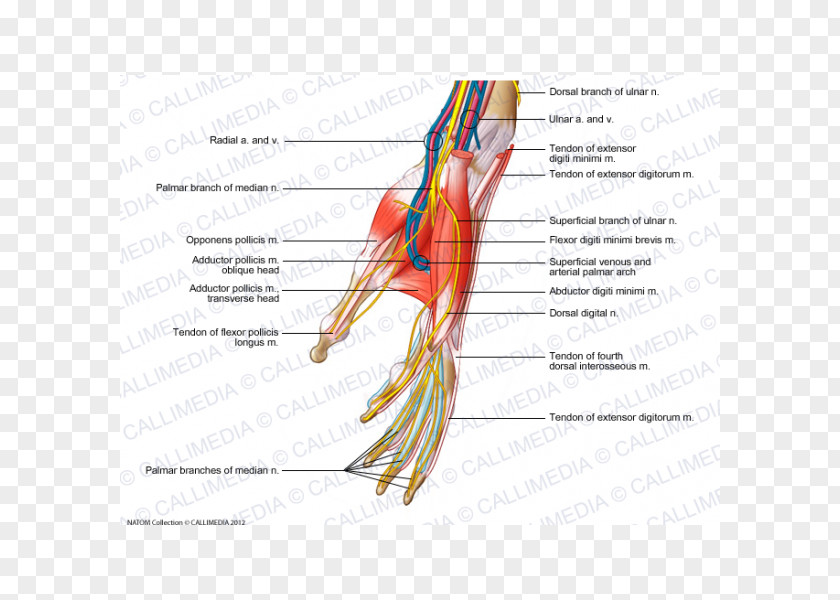 Hand Finger Nerve Muscles Of The Blood Vessel PNG