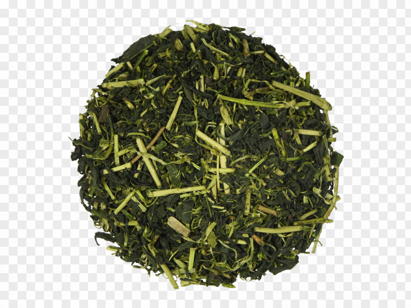 Japanese Green Tea Sencha Hōjicha Tamaryokucha PNG