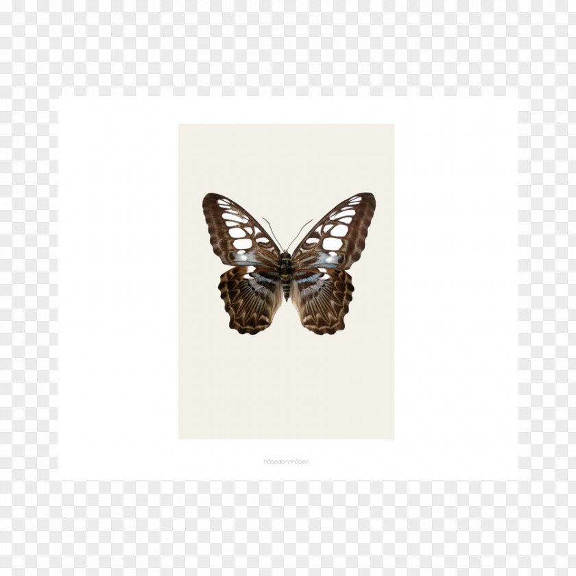 Lepidoptera Poster Design Beetle Art PNG