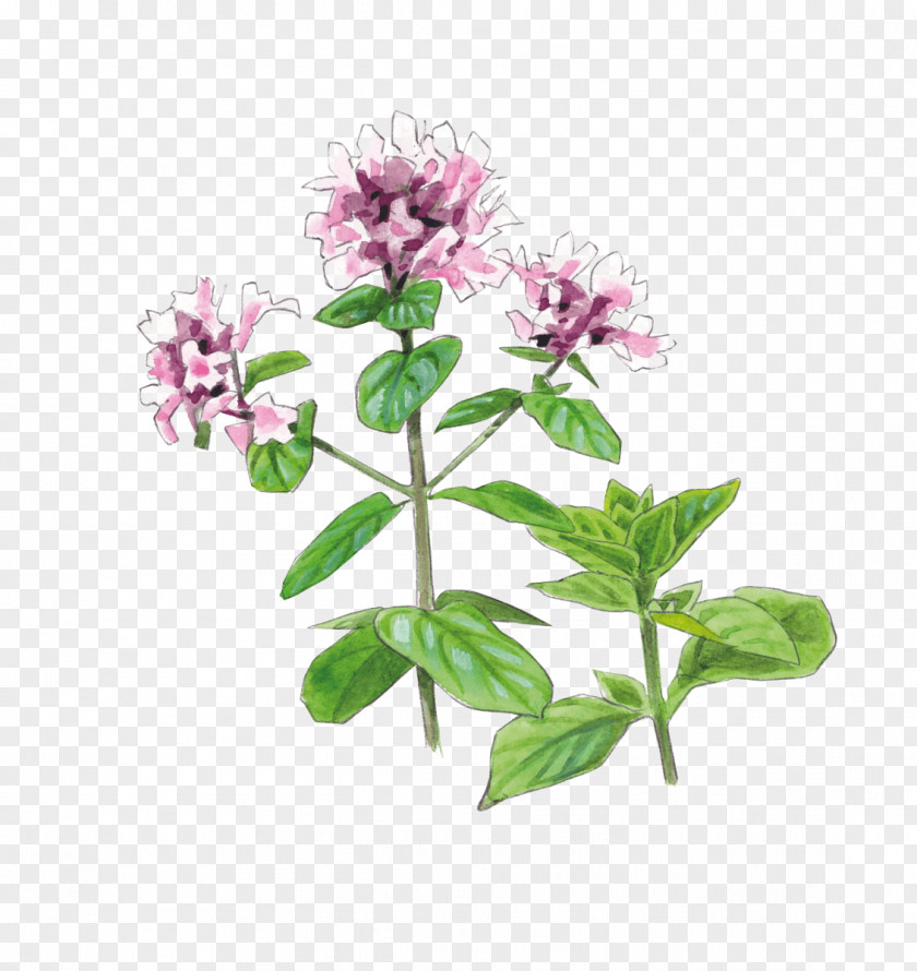 Origan Oregano Herb Pianta Aromatica Common Sage Plant PNG
