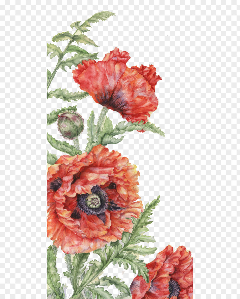 Red Flowers France Flower Floral Design Poppy Drawing PNG
