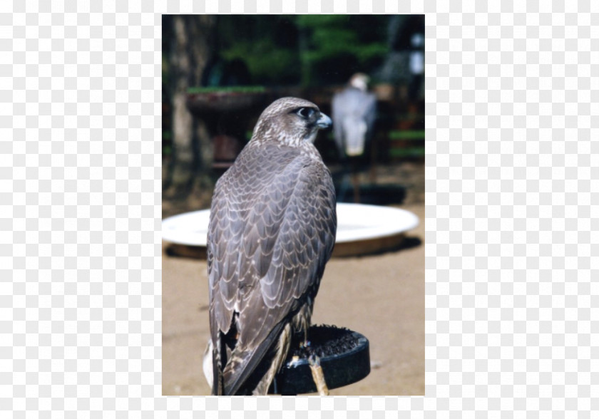Falcon Welsh Hawking Centre Beak Wales PNG