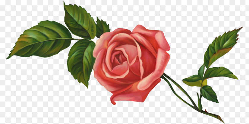Flower Garden Roses Centifolia Floribunda Clip Art PNG